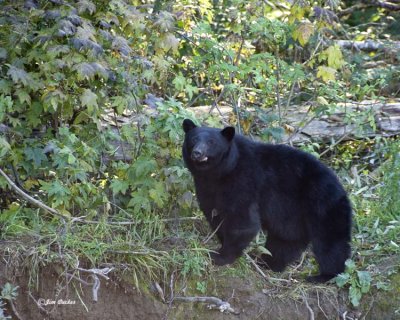 Black Bear 2.jpg