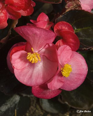 Fibrous Begonia.jpg