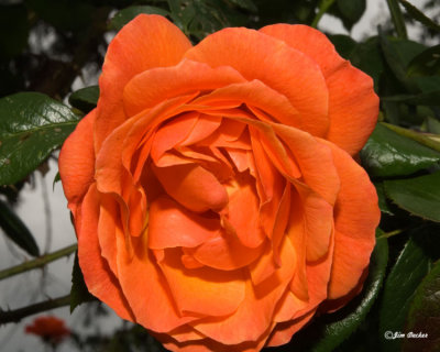 Orange Rose.jpg