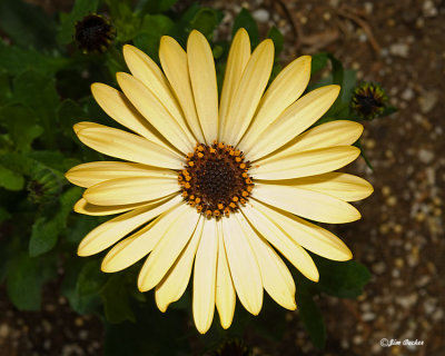 Yellow Daisy.jpg