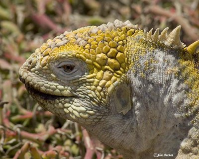 Iguana head shot.jpg