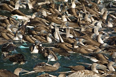 A Mess of Boobies.jpg