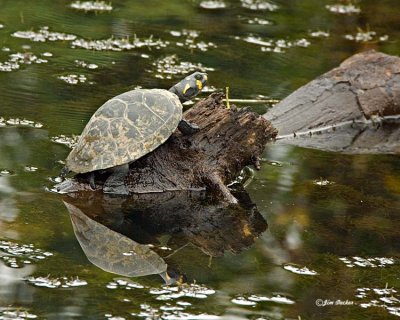 Swamp Turtle.jpg