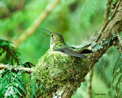 Hummingbird on Nest.jpg