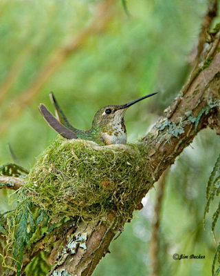 On the Nest.jpg