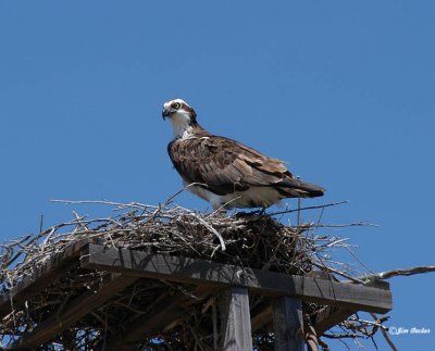 Osprey on Nest.jpg