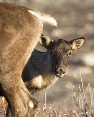Woodland cariboo calf.jpg