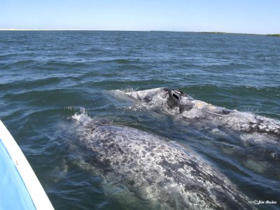 Whale watching in Mexico.jpg