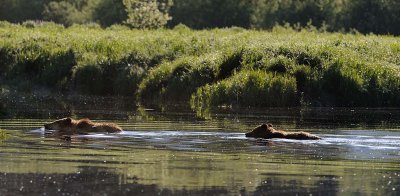 Two bears swimming.jpg