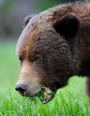 Bear eating2.jpg