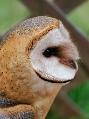 Barn Owl Head Shot.jpg