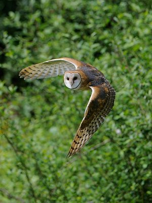 Barn Owl in Flight.jpg