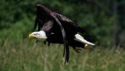 Eagle in Flight.jpg