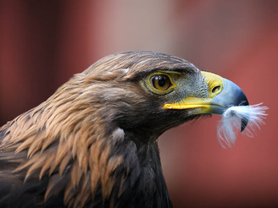 Golden Eagle Head Shot.jpg