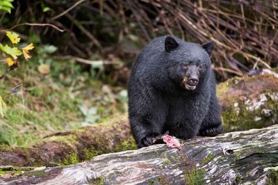 Black Bear Having a Meal.jpg