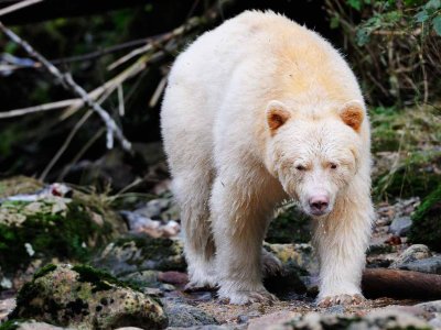 Spirit Bear Close Encounter.jpg