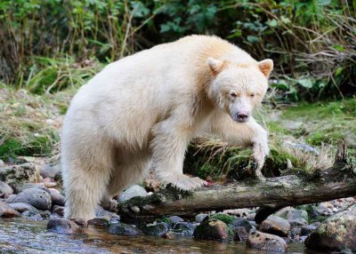 Spirit Bear on a Mission.jpg