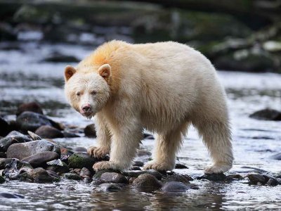 Spirit Bear on the River.jpg