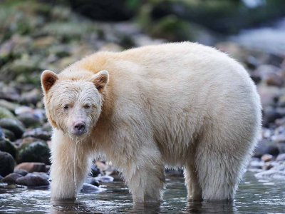 Spirit Bear Standing in the River.jpg