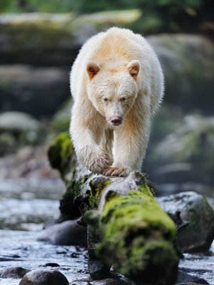 Spirit Bear Walking the Log.jpg