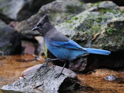 Unexpected Visitor-Stellars Jay.tif