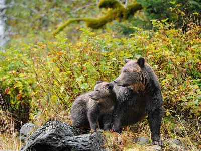 Mom and her cub.jpg