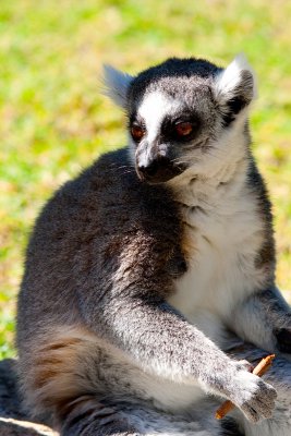 Haifa Zoo
