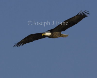 eagles