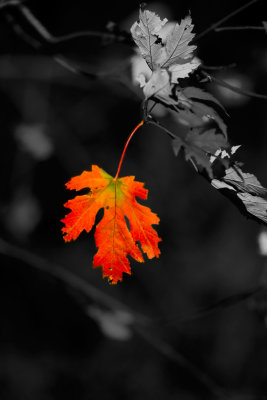 Leaf_Red_Blk_Wht2.jpg
