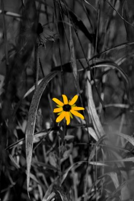 Yellow_Daisy_w_BlkWhit.jpg