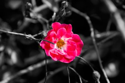 Red_Rose_BlkWht_CAND600018a.jpg