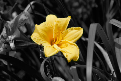 Yellow_Flr_Blk_Wht_100_0020.jpg