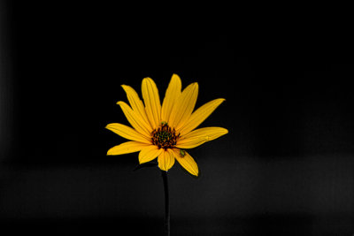 Yellow_Flwr_Green_Bug_BlkWht.jpg