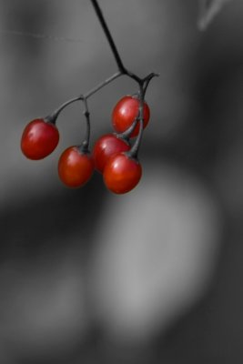 Red_Berries_Blk_Wht.jpg