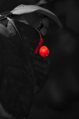 One_Red_Berry.jpg