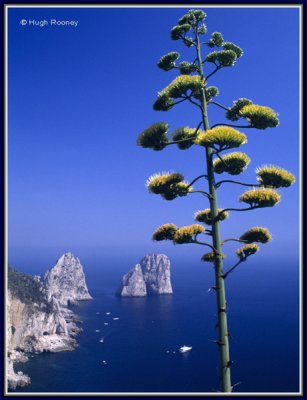 ITALY - ISLAND OF CAPRI - CAPRI TOWN