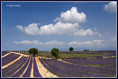 FRANCE - PROVENCE