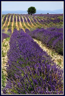 FRANCE - PROVENCE