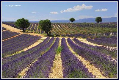 FRANCE - PROVENCE