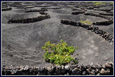 SPAIN - ISLAND OF LANZAROTE - LA GERIA