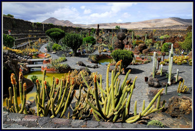 SPAIN - ISLAND OF LANZAROTE - JARDIN DE CACTUS