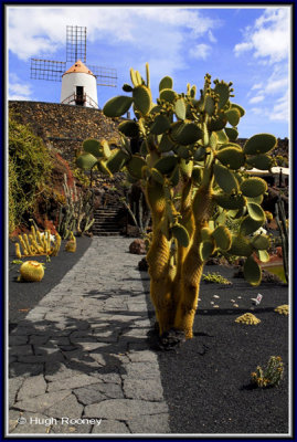 SPAIN - ISLAND OF LANZAROTE - JARDIN DE CACTUS