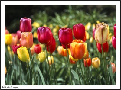 HOLLAND - KEUKENHOF PARK