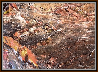 USA - ARIZONA - PETRIFIED FOREST NATIONAL PARK