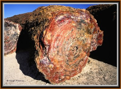 USA - ARIZONA - PETRIFIED FOREST NATIONAL PARK