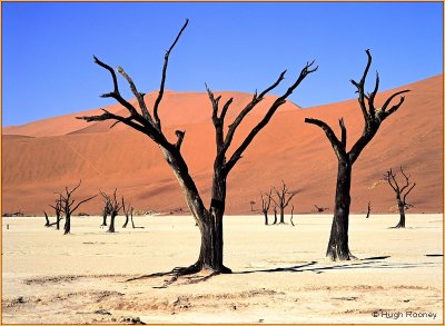NAMIBIA - DEAD VLEI 