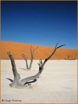 NAMIBIA - DEADVLEI