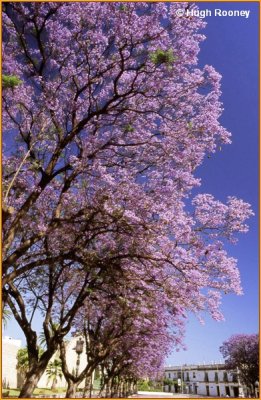 SPAIN - ANDALUCIA - JEREZ DE LA FRONTERA - JACARANDA TREE