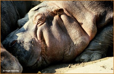  IRELAND - DUBLIN ZOO