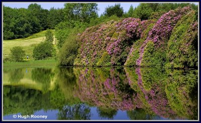  Ireland - Co.Monaghan - Rossmore Forest Park 